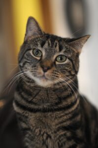 Animal welfare orgs wrap up spay/neuter awareness month